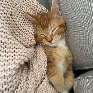 Meet your Posher, Tamasina